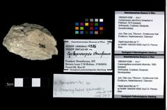 Foto (Objekt + Etikett) von Cracensigillatus acutirostris (Moericke, 1889)  (NHMW-GEO-1990-0041-0386)